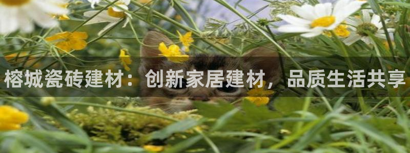 杏鑫官方平台怎么样啊