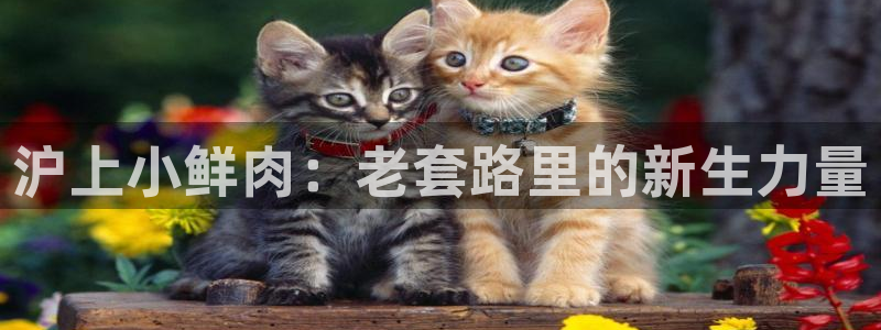 神马电影网我不卡电影：沪上小鲜肉：老套路里的新生力量